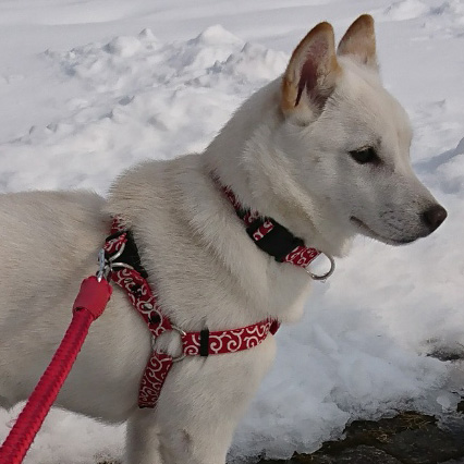 唐草ハーネス 和華