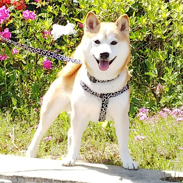 唐草ハーネス 次郎