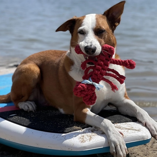 Jax＆Bonesロブスター