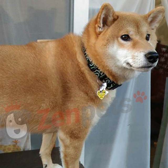 送料無料 首輪 和柄 唐草模様 犬用 小型犬 中型犬 大型犬 犬用グッズの通販専門店 Zenpets