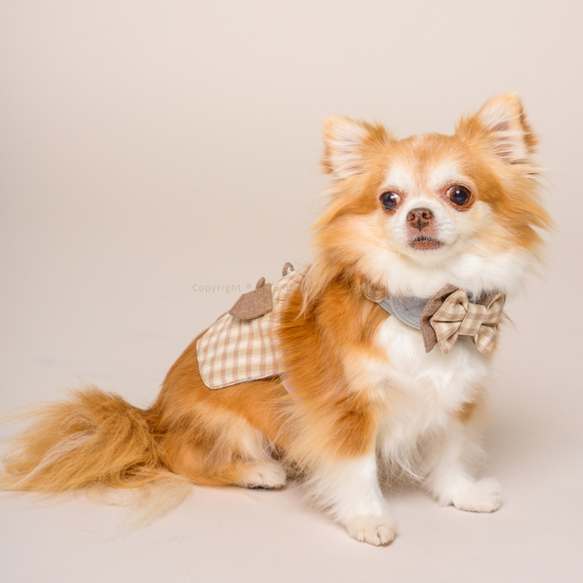 GLITTER POOCH グリッター・プーチ molton-man