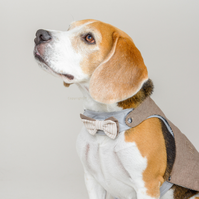 GLITTER POOCH グリッター・プーチ molton-man