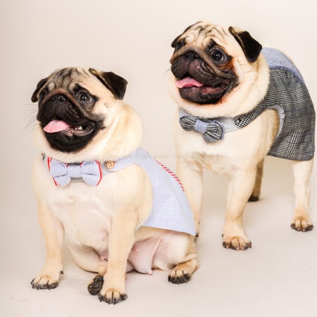 GLITTER POOCH グリッター・プーチ molton-man