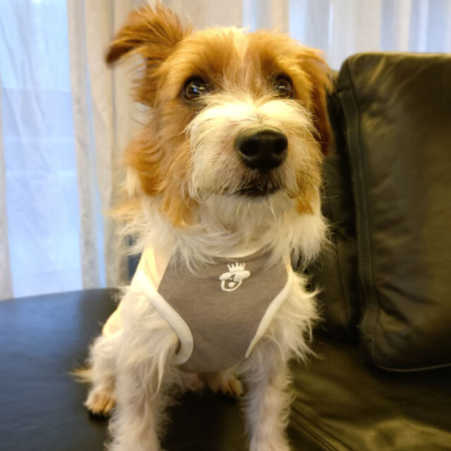 ドッグ ウェア 涼しい テラ生地 ヴォワ ドゥ クール ニガテ 当店