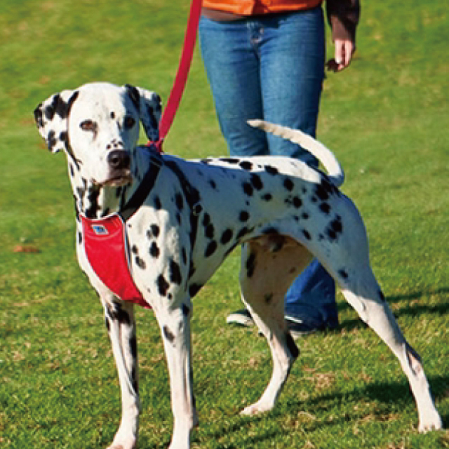 RC Pet Products No Pull Harness ハーネス