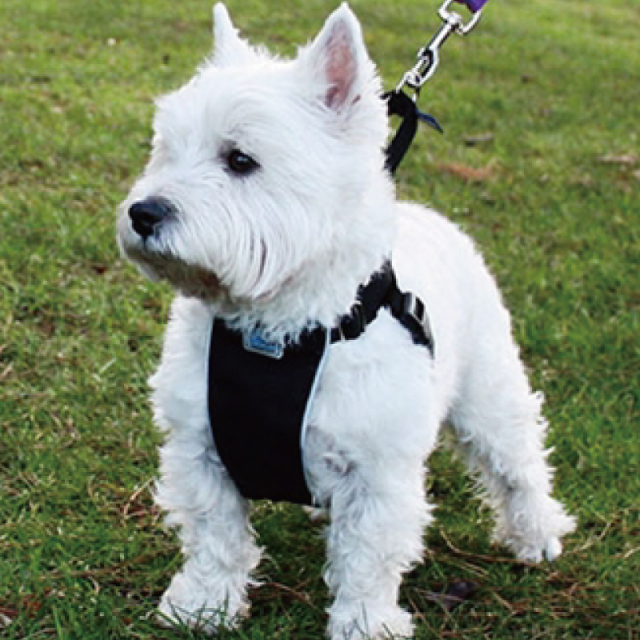 RC Pet Products No Pull Harness ハーネス