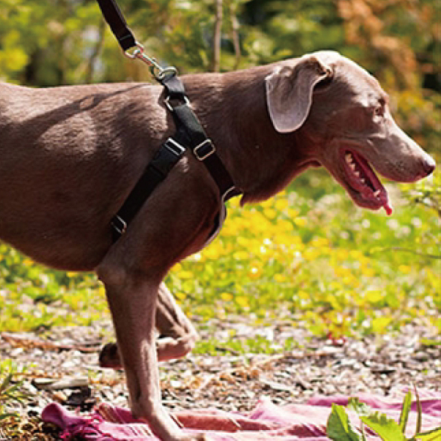 ハーネス RC Pet Products No Pull Harness アールシー ペット プロデュース ノープル ハーネス / 小型犬