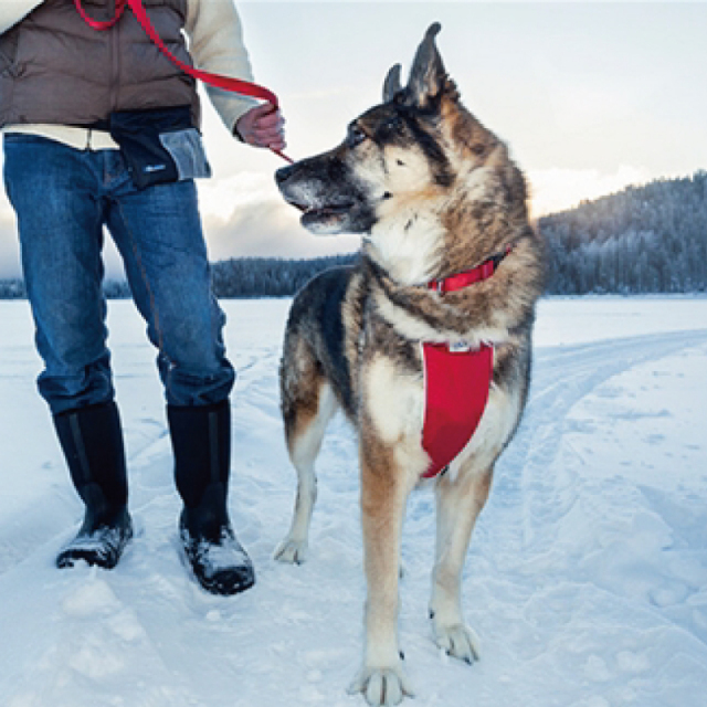 RC Pet Products No Pull Harness ハーネス