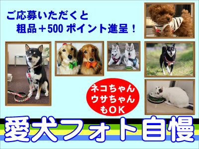 愛犬フォト自慢コーナー