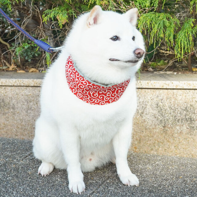 犬用 アクセサリー 和柄 からくさ 唐草模様 ネッククーラー 保冷剤付き