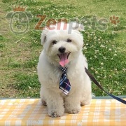 DOGTIE ぽちまる君