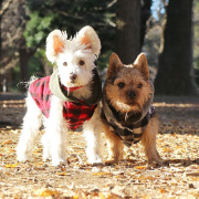 FMAウェア リップル＆スキップ