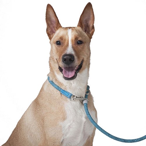 H5D リーダーリード